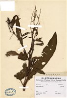 藏品(皺葉酸模)的圖片